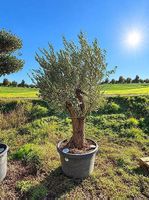 Aktion Olivenbaum "Olea Europea 19" Winterhart"