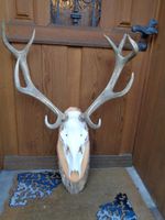 schön grosse Hirsch Geweih auf Holzbrett Sammler Jäger