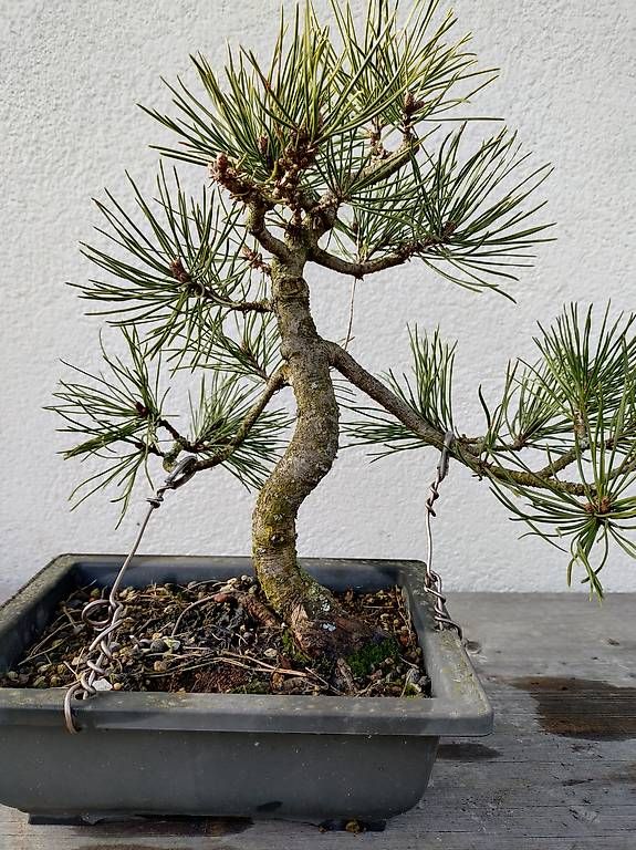 Pflanzen & Samen: Bonsai  – Gebraucht aus Walterswil SO von som_jbd7 1