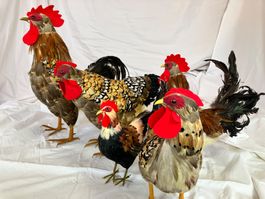 5 Dekohühner gross