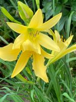 10 gelbe Taglilien Gartenpflanze winterhart