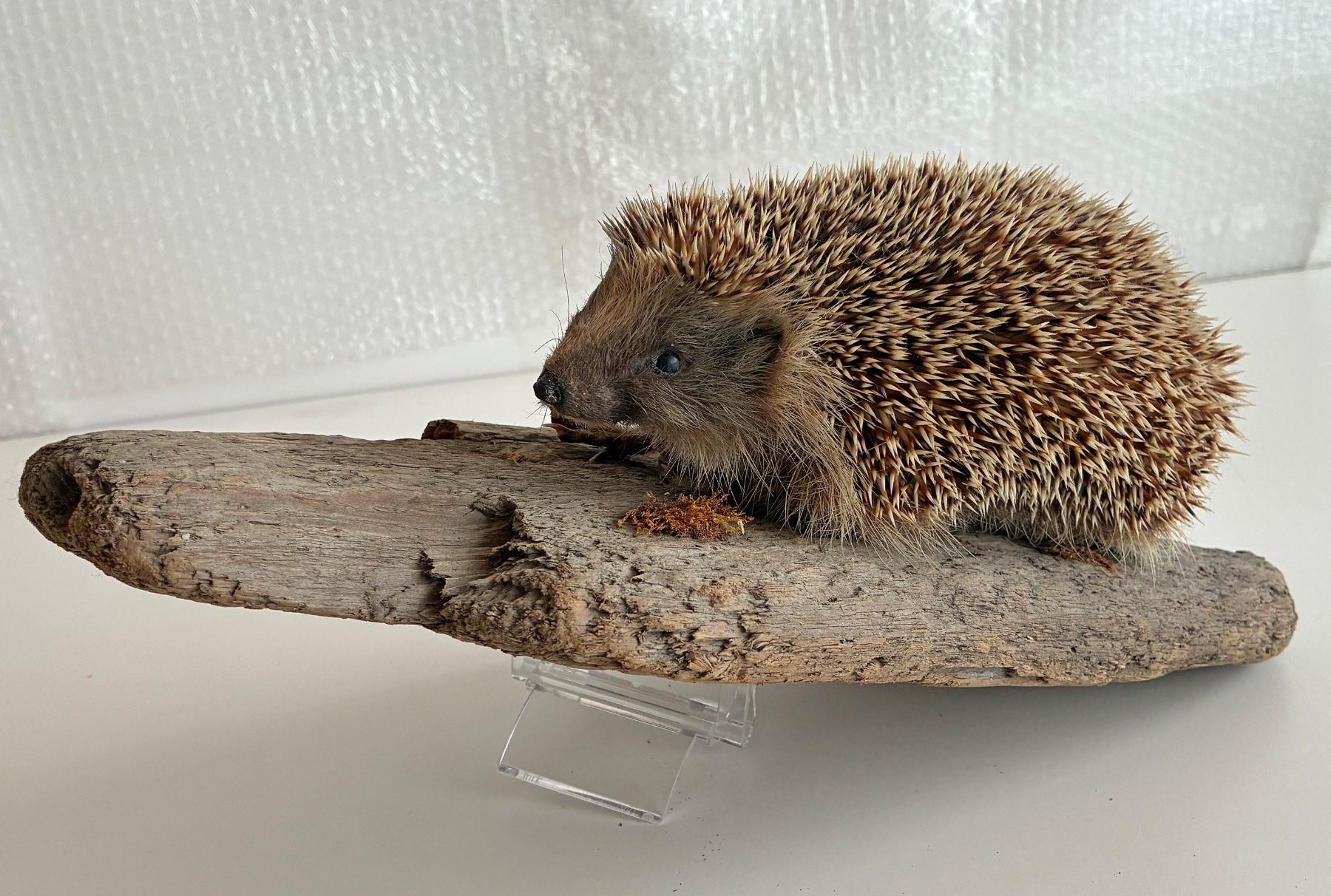 Il mondo degli animali: Herziger Igel – Usato da Bäretswil venduto da robsonantik