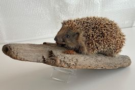 Herziger Igel