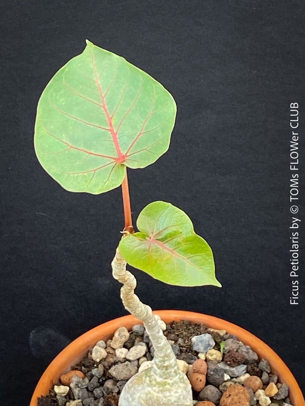 Piante & sementi: Ficus Petiolaris - Steinfeige in der Bonsai Schale – Nuovo e nell'imballaggio originale da Adliswil venduto da asTOMas963 2