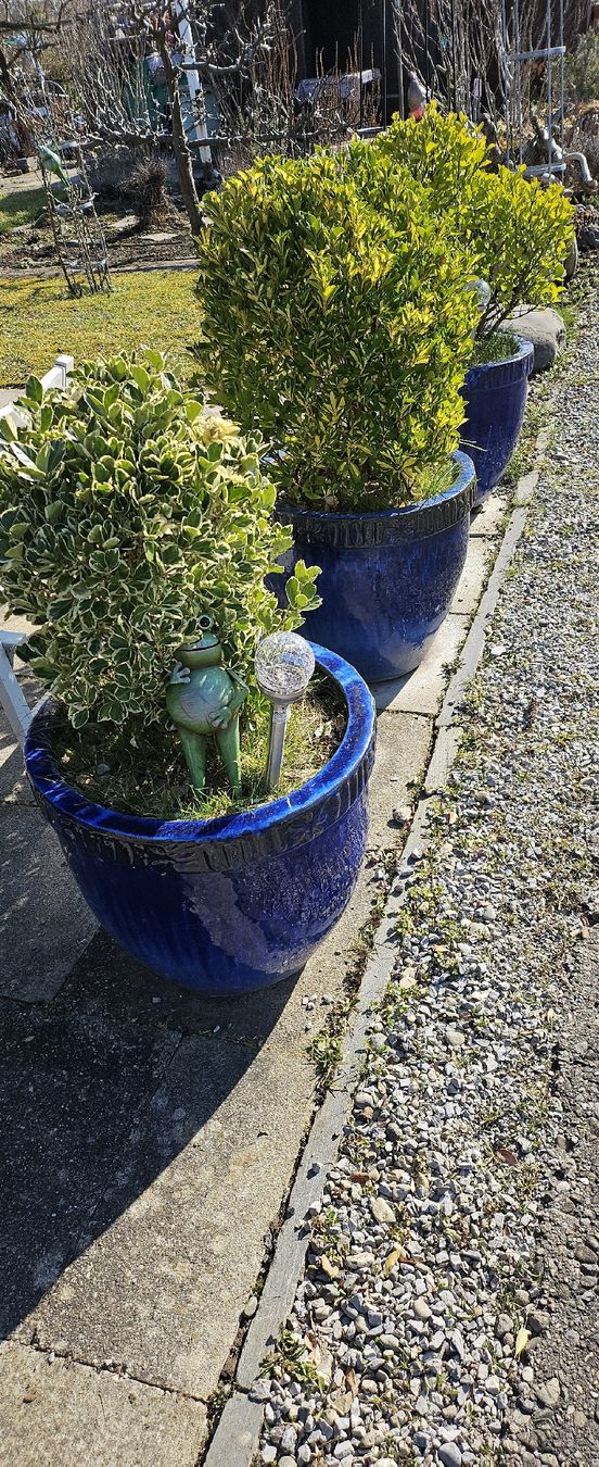 Garten Topf mit Pflanzen (Gebraucht) in Zrich fr CHF 150  nur Abholung  auf Ricardo kaufen