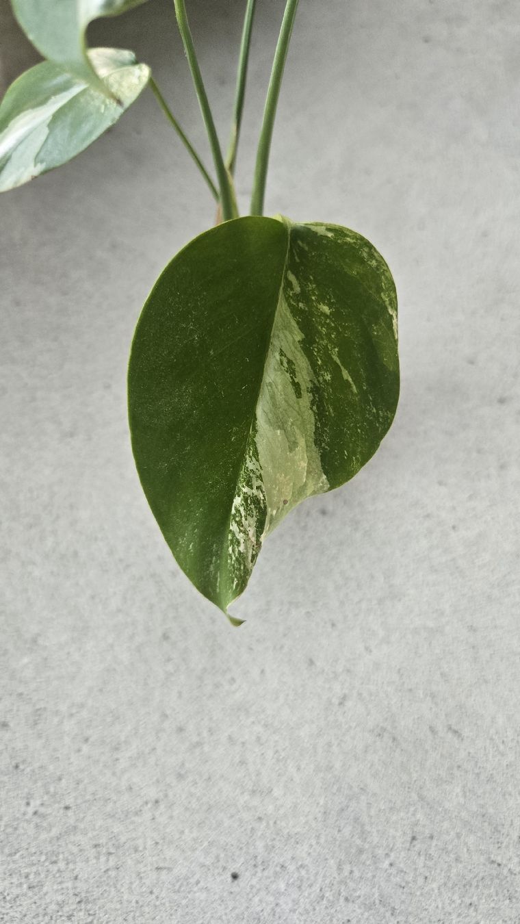 Piante & sementi: Monstera Variegata Kopfsteckling  – Usato da Affoltern am Albis venduto da avi_ 1