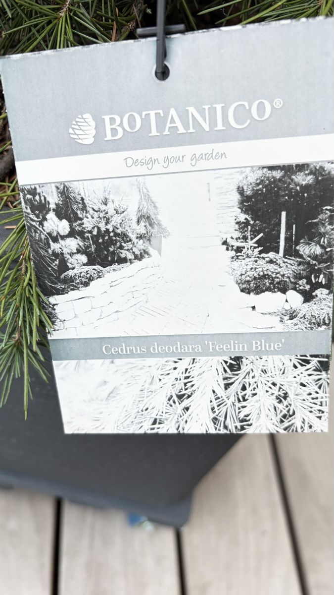 Pflanzen & Samen: Cedrus „ Feelin Blue“  – Neu (gemäss Beschreibung) aus Herisau von Camelia01 1