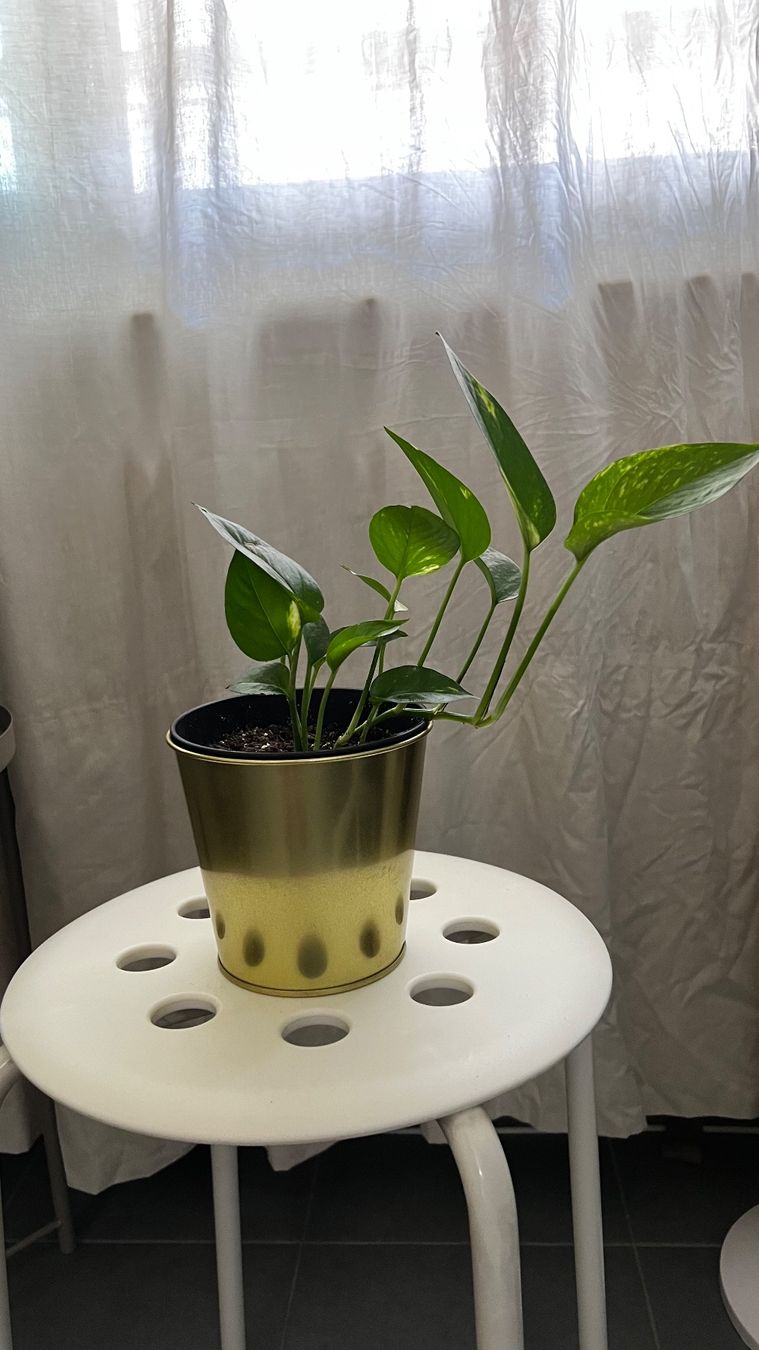 Piante & sementi: Pothos avec pot décoratif doré – Usato da Genève venduto da dev_7mx7