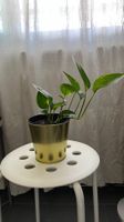 Pothos avec pot décoratif doré