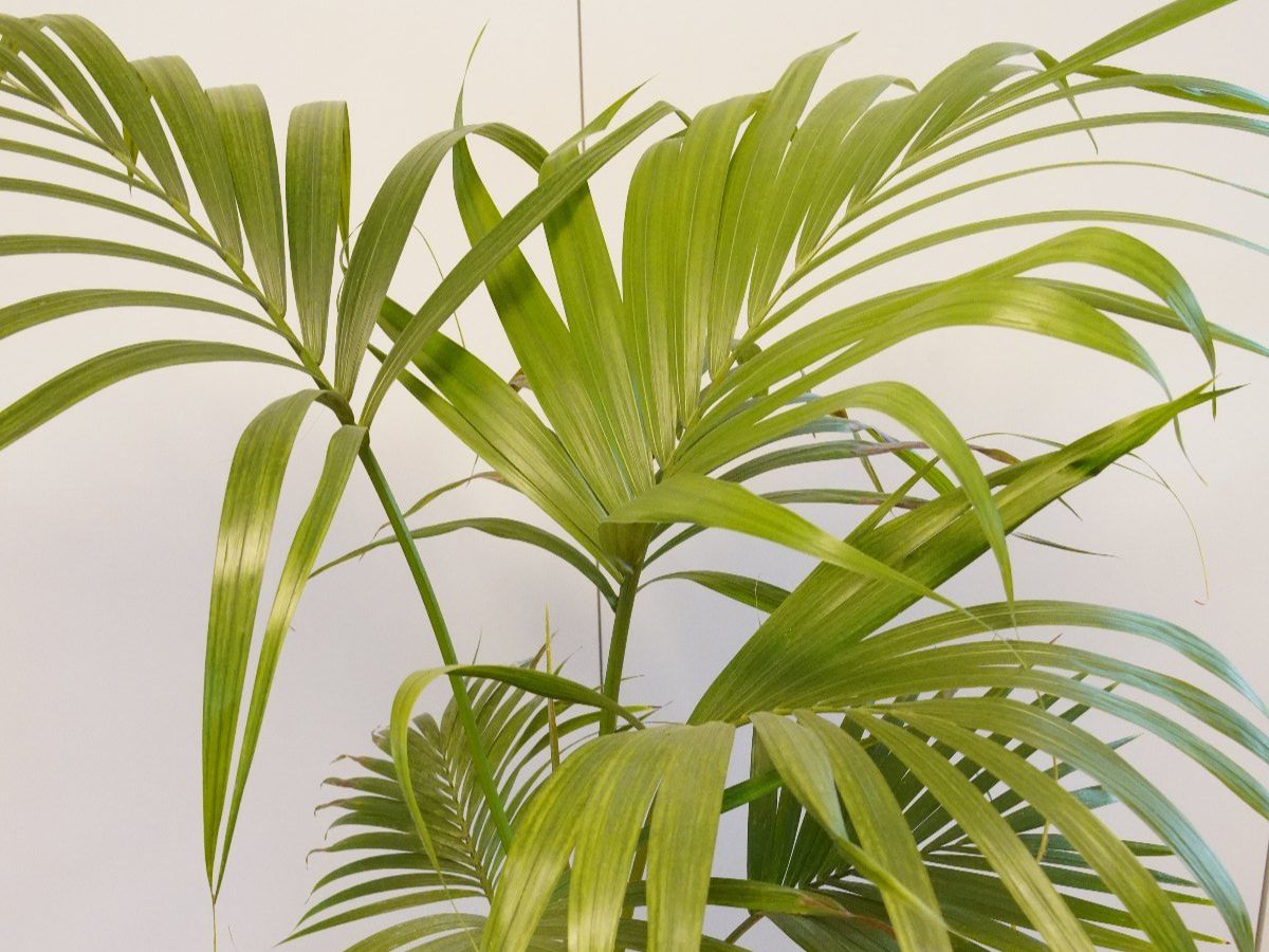 Piante & sementi: Palme – Usato da Wil SG venduto da froschbiss 1