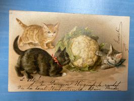 antike Postkarte 1905 - Katzen