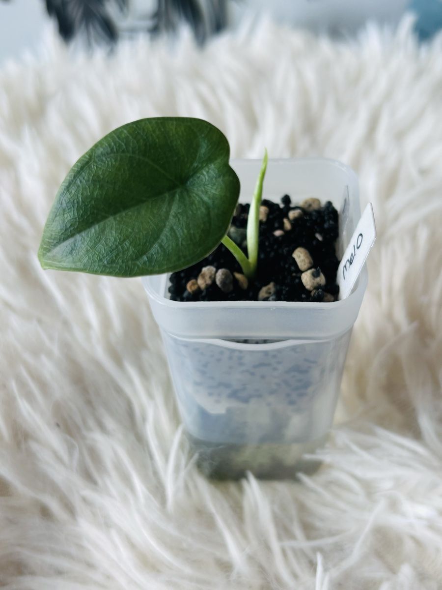Plantes & graines: Alocasia Melo – Neuf (Voir description) à Scherzingen par Elefantenohr.ch