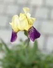 Piante & sementi: Iris und Campanula im Tontopf  – Nuovo (secondo la descrizione) da Frauenfeld venduto da Irene.Schuppli 3