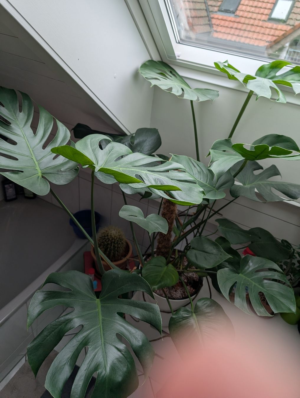 Piante & sementi: Monstera Pflanze mit Topf – Usato da Roggwil BE venduto da FCM1974 1