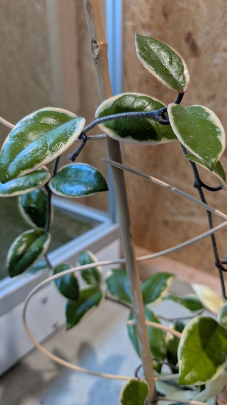 Piante & sementi: Hoya Flamingo Dream – Usato da Untervaz venduto da Lyraia 5
