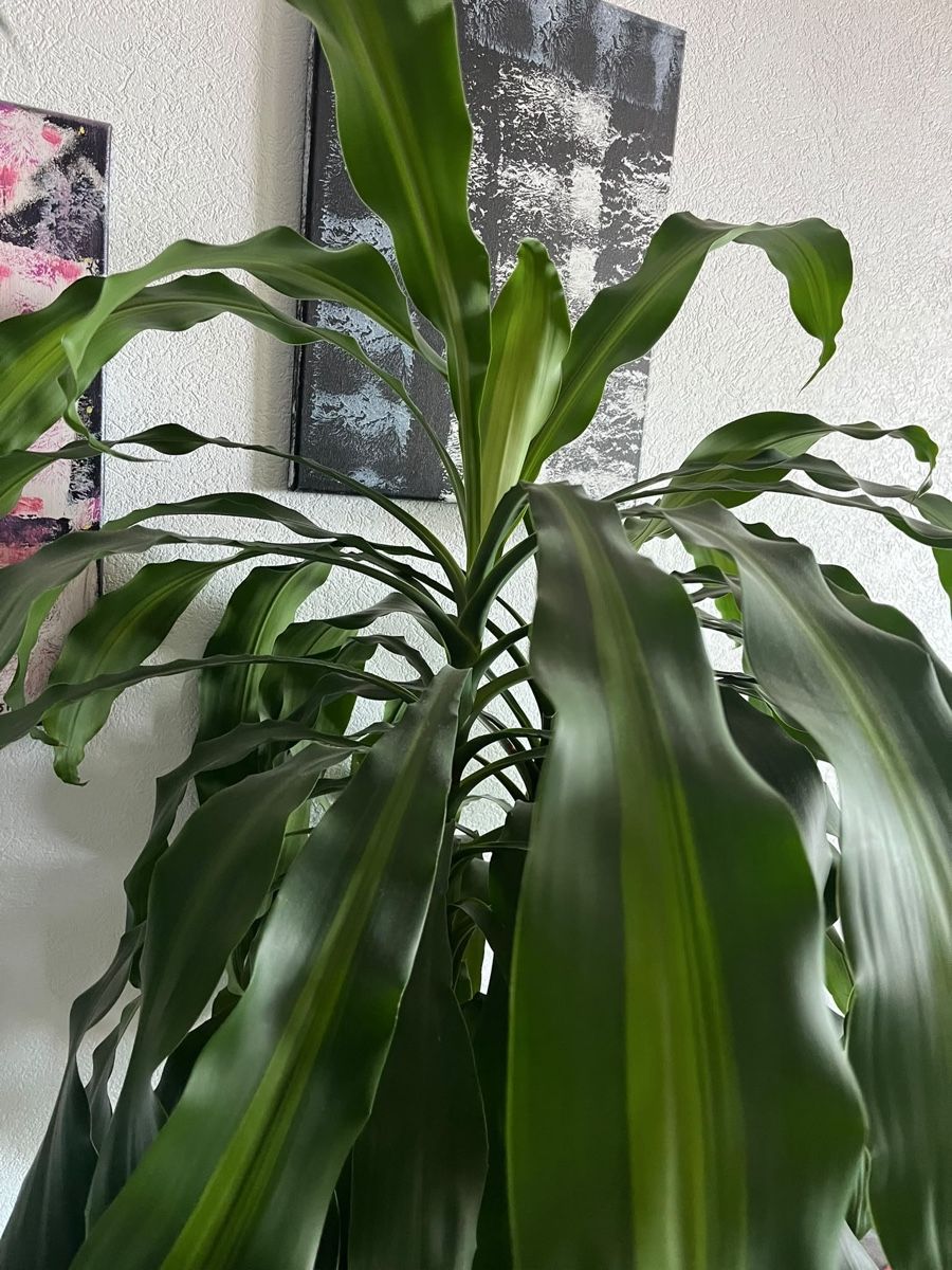 Pflanzen & Samen: Plante à venir chercher  – Gebraucht aus Pully von ari_78pk 2