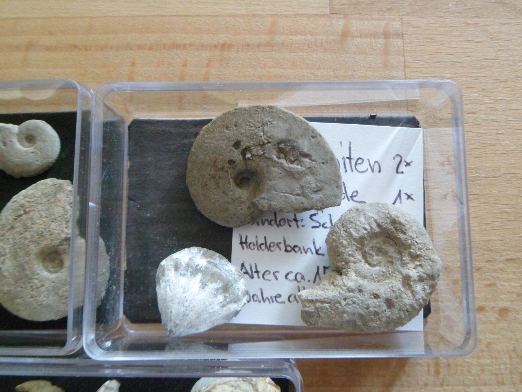 Fossili: Fossilien Schweiz – Usato da Affoltern am Albis venduto da Fossil60 2