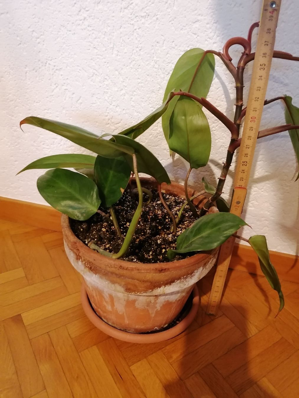 Pflanzen & Samen: Philodendron Painted Lady – Neu (gemäss Beschreibung) aus Le Mont-Pèlerin von dundun1 4