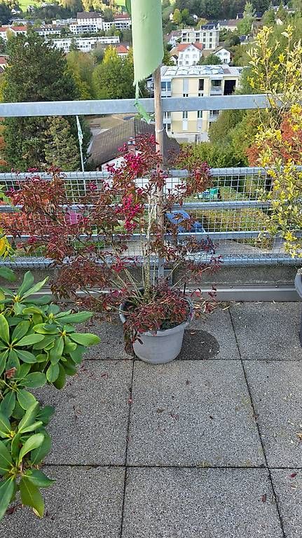 Plantes & graines: Noch mehr – D'occasion à Wald ZH par Lodenzeus 2