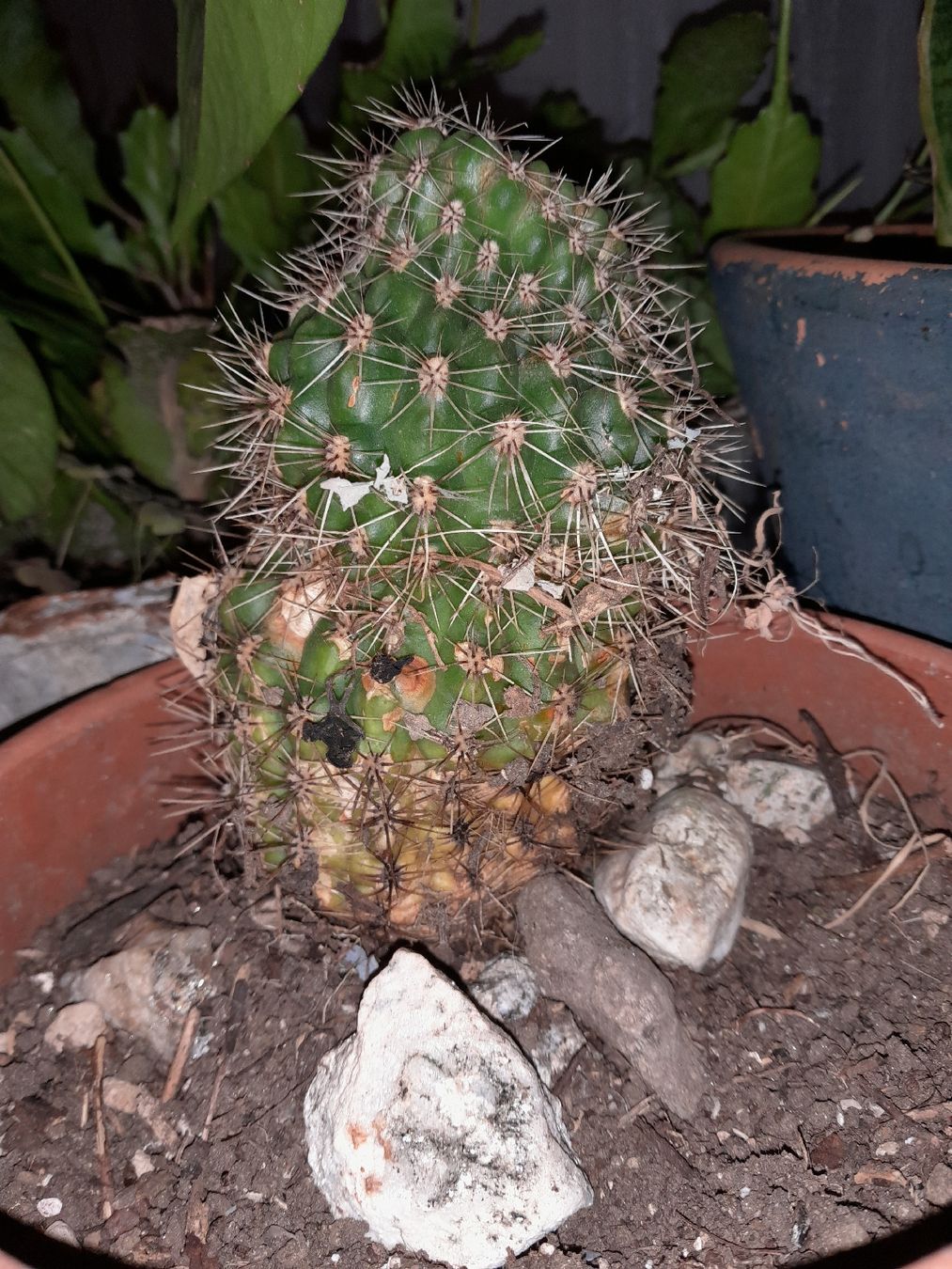 Pflanzen & Samen: Cactus Echinopsis in vaso terracotta, robusto e spinoso! – Gebraucht aus Carena von bdi_dz9m 2