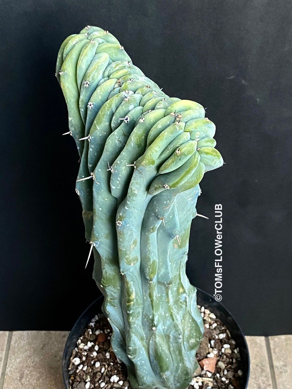 Pflanzen & Samen: Myrtillocactus Geometrizans Cristata Blue - einmalige Form – Neu und originalverpackt aus Adliswil von asTOMas963 3