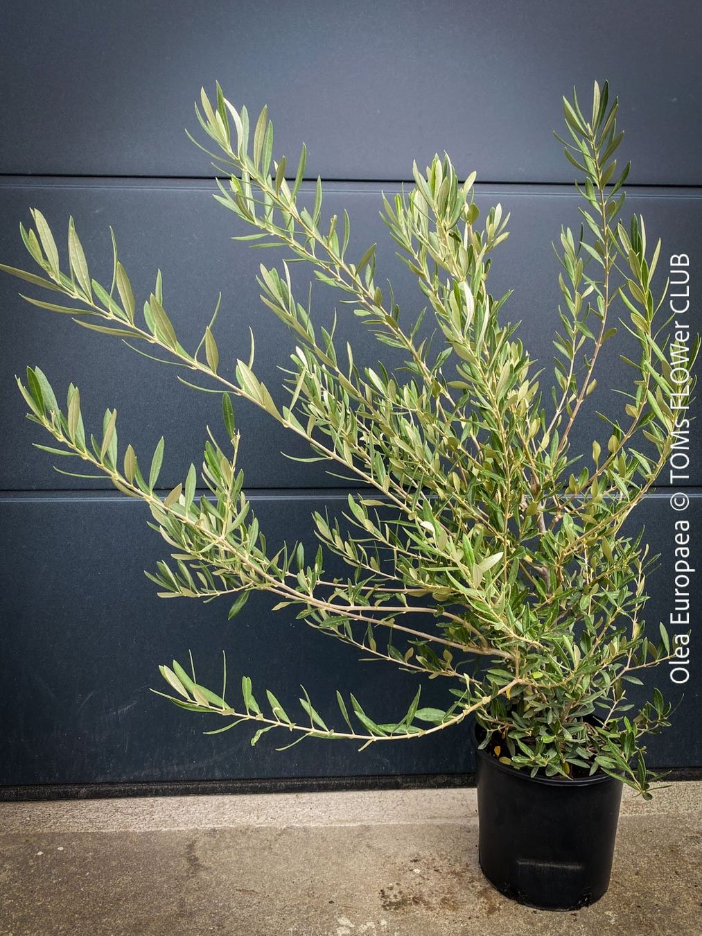 Piante & sementi: Olivenbaum - OLEA EUROPAEA - schönes Bäumchen – Nuovo e nell'imballaggio originale da Adliswil venduto da MarkyForest 2