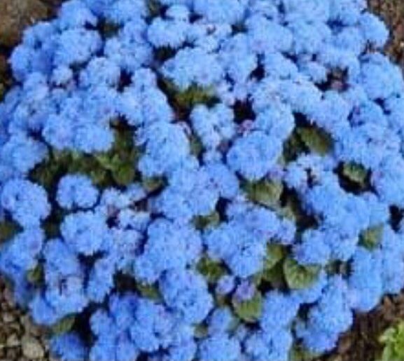 Pflanzen & Samen: 50 SAMEN GRAINES LEBERBALSAM NIEDER – Neu und originalverpackt aus Rovio von POSITIFFARTandPLANTS 2