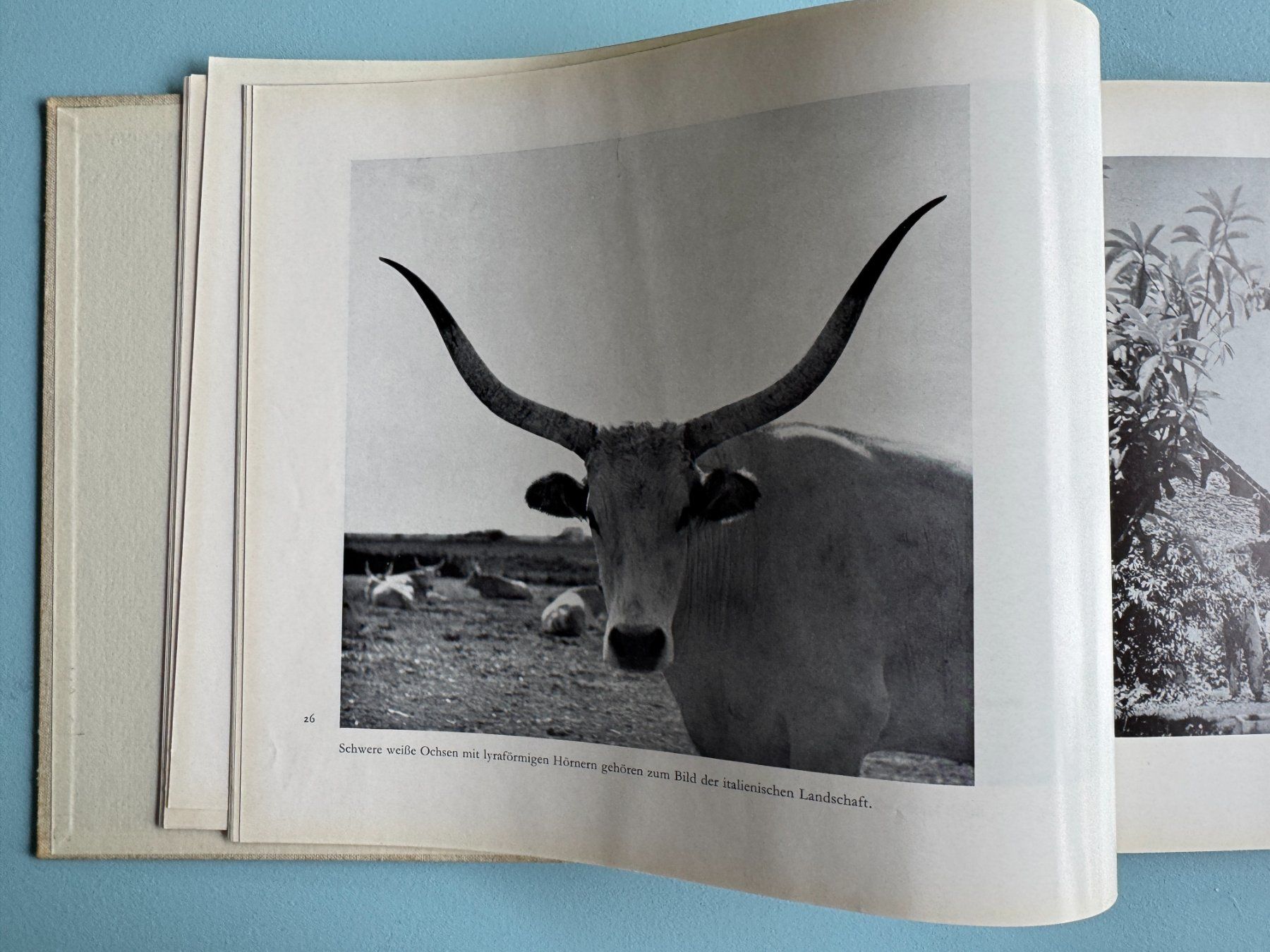 Libri: Gotthard  SCHUH  -  Italien – Usato da Basel venduto da Kornblumen 2