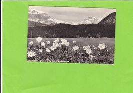 Montana-Plateau du Golf, Anemones