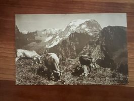 AK    1915 Tödi mit Kühen  (G3130)