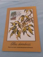 Carte postale botanique rare - Rhus chirindensis Afrique
