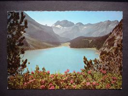 KANDERSTEG Alpenrosen am Oeschinensee