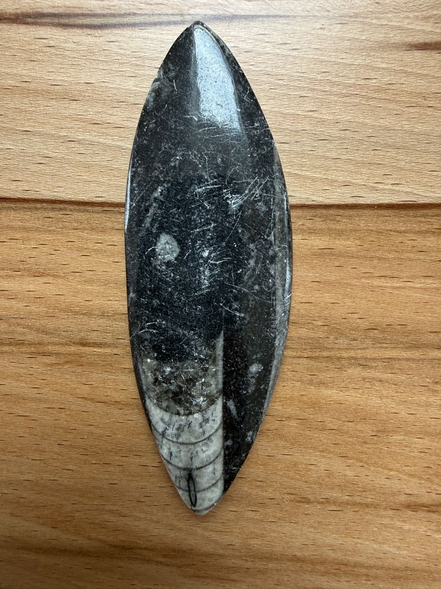 Fossili: Orthoceras-Kopffüsser – Usato da Grenchen venduto da Bastet007