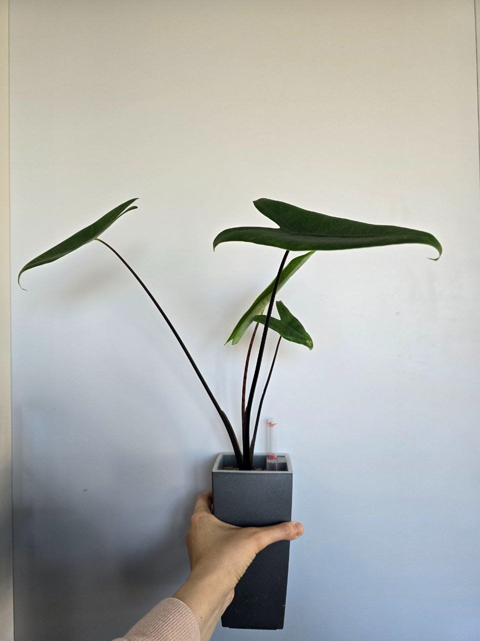 Piante & sementi: Alocasia Black Zebrina – Usato da Nidau venduto da lena_yellow