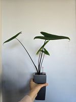 Alocasia Black Zebrina