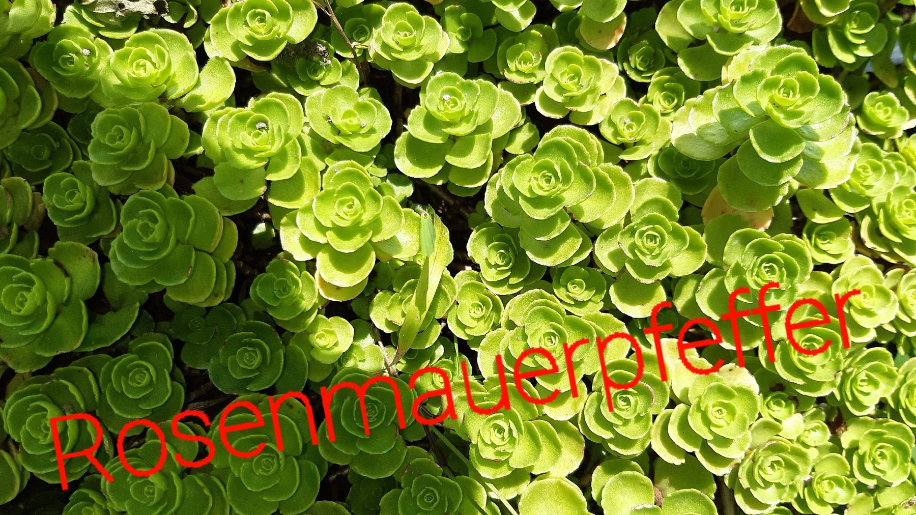 Piante & sementi: div. bodendecker sedum – Nuovo (secondo la descrizione) da Ibach venduto da rom_v8h9