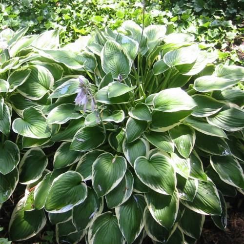 Pflanzen & Samen: Hosta 'Francee' 2 PLANTS – Neu (gemäss Beschreibung) aus Bremblens von FIBONACCI369 3