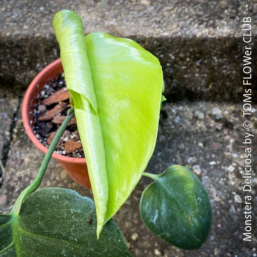 Piante & sementi: Monstera Deliciosa - echte, gross-blättrige Grundform – Nuovo e nell'imballaggio originale da Adliswil venduto da astom369 4