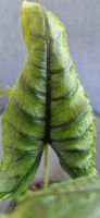 🤩Alocasia Olanii Rhizom 