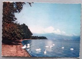 Cygnes au bord du Léman