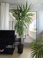 Yucca Palm Plant approx. 220cm 🌴💚