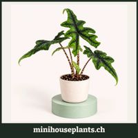 Elefantenohr (Alocasia 'Jacklyn') Babypflanze 6 cm