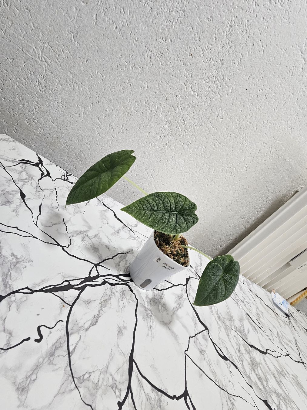 Pflanzen & Samen: Alocasia Melo – Neu (gemäss Beschreibung) aus Utzenstorf von Dac_mk 1