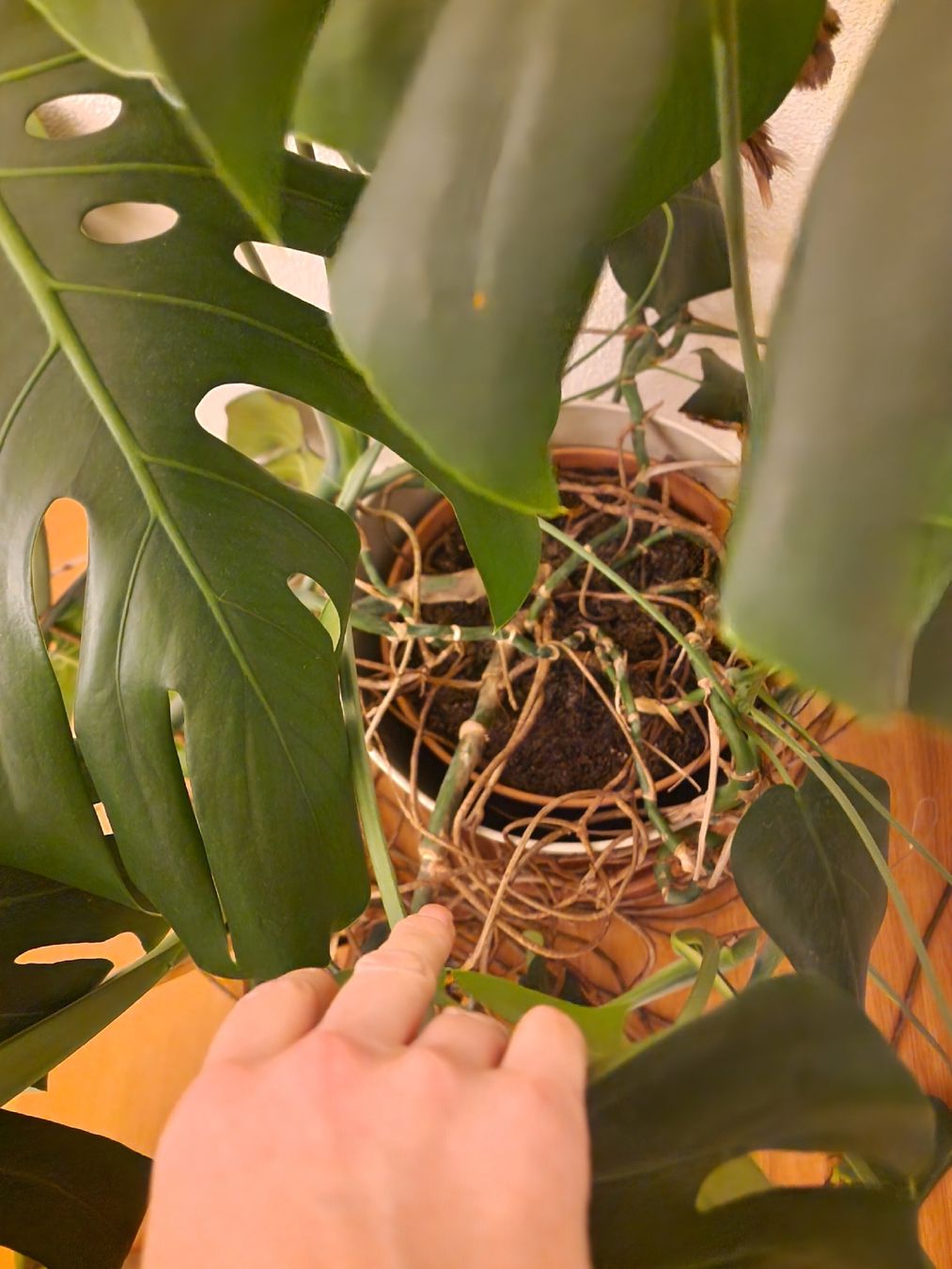 Pflanzen & Samen: Wunderschöne grosse Monstera Pflanze – Gebraucht aus Winterthur von Winti1993 1