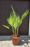 Washington robusta Palme