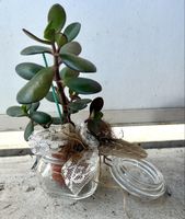 Geldbaum Crassula ovata Pflanze Dekoration im Glas