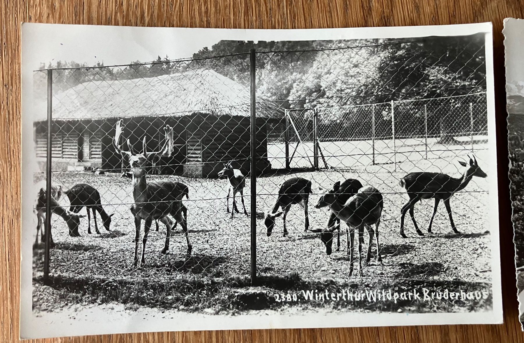Cartes postales: Ansichtskarten Zürich – D'occasion à Waldstatt par breitaxt 2