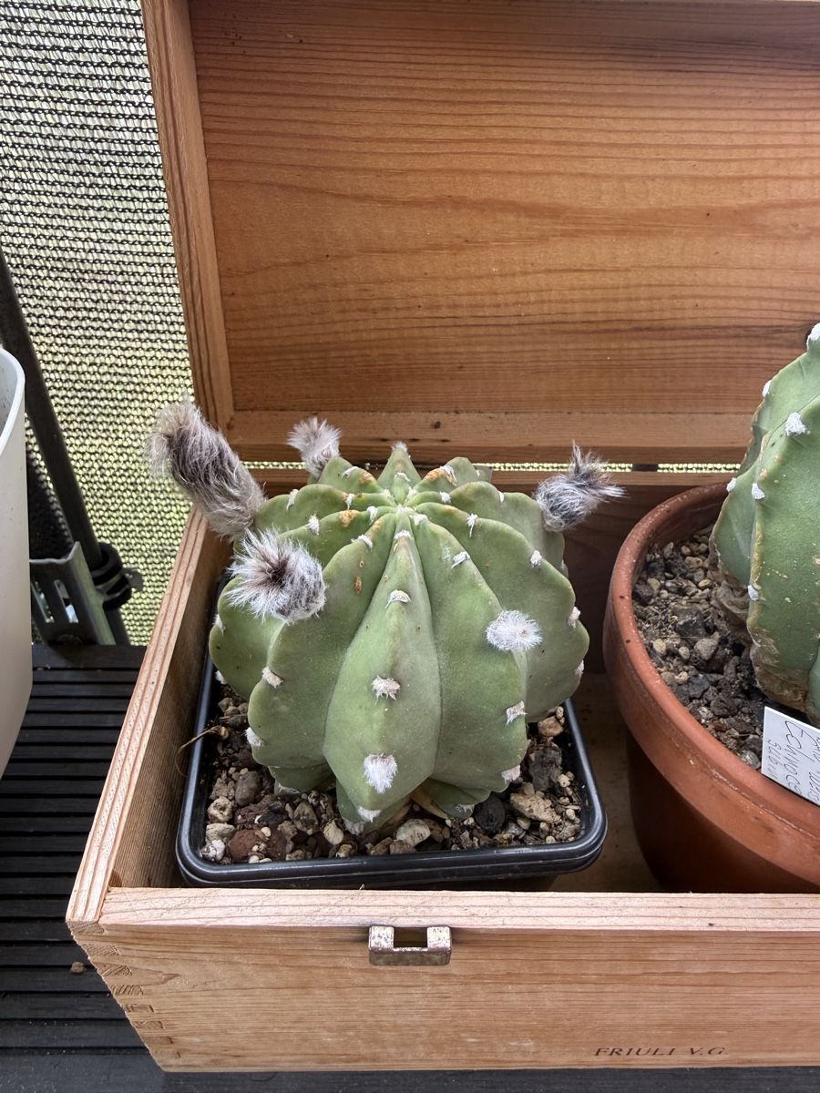 Piante & sementi: Echinopsis subdenudata – Usato da Rorbas venduto da SimS0n 1