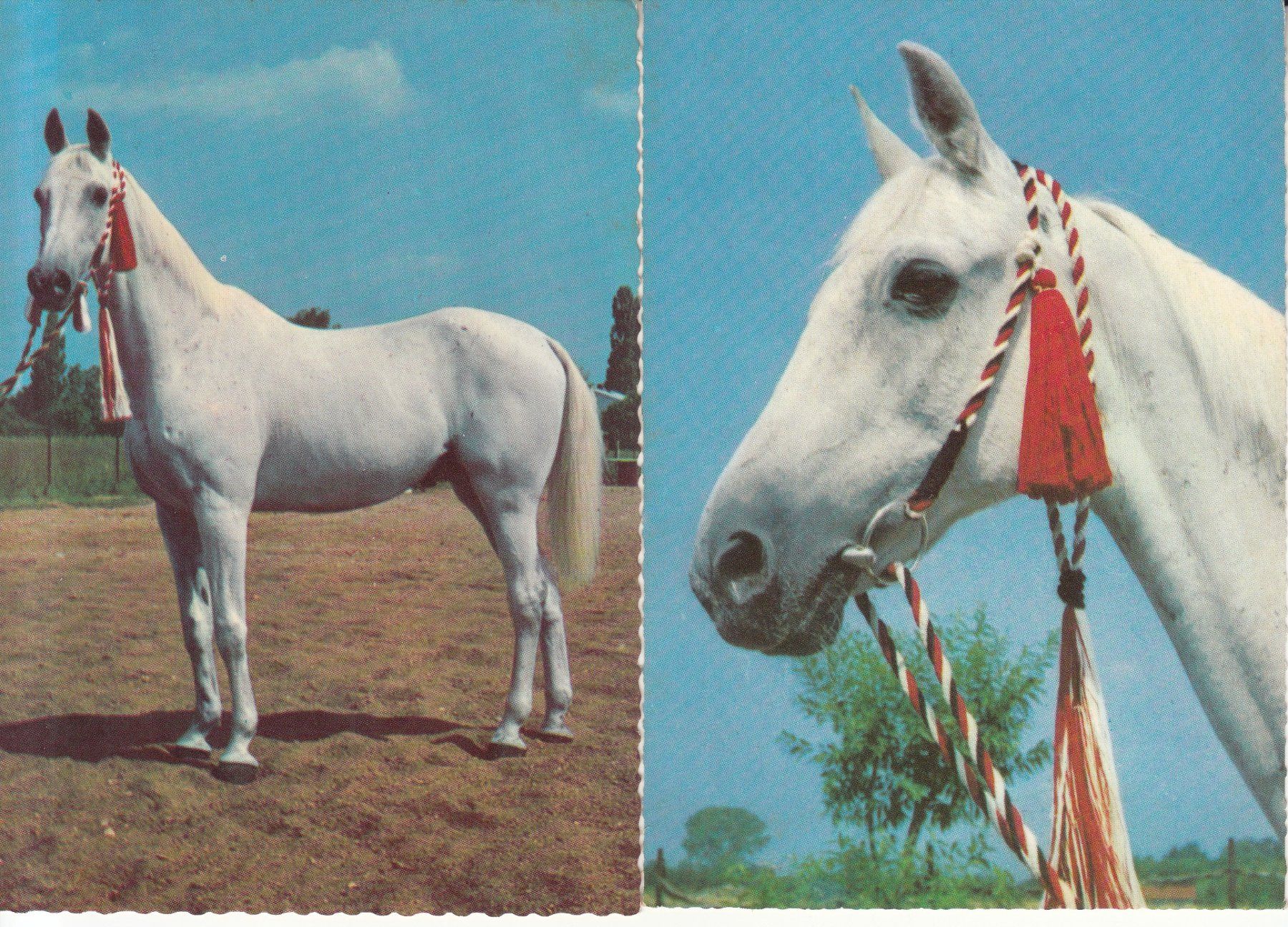 Cartoline postali: Pferde 6 Karten ca. 1970 – Usato da Bürglen TG venduto da StampGraf 3