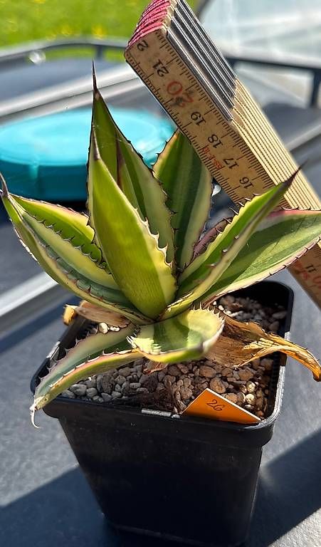Pflanzen & Samen: Agave – Gebraucht aus Lyssach von Kaktushubi 1
